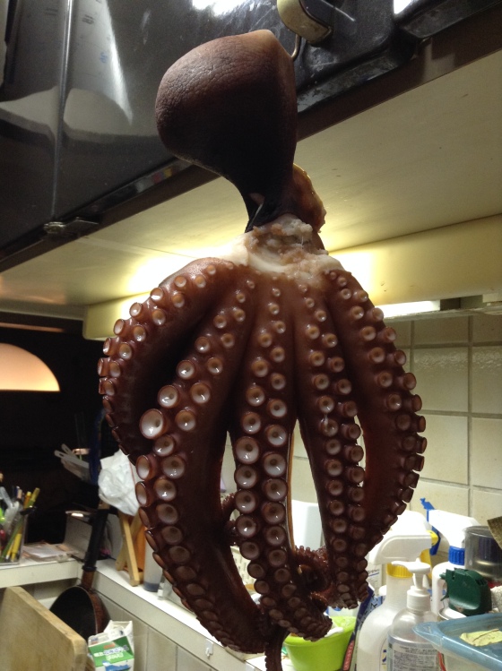 Octopus from Tokyo Bay